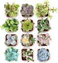 Shop Succulents Everything Mini Succulent Plant Pack – Live Mini Succulent Plants, Assorted Colorful Mix, Easy Care Houseplants – Gardening, Terrariums, Gifts & Party Favors, 2" Pots
