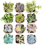 Shop Succulents Everything Mini Succulent Plant Pack – Live Mini Succulent Plants, Assorted Colorful Mix, Easy Care Houseplants – Gardening, Terrariums, Gifts & Party Favors, 2" Pots