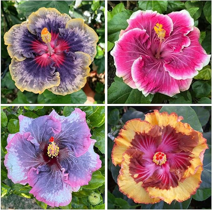 100+ Mixed Hibiscus Seeds Planting Outdoor- Perennial Rare Non-GMO Heirloom Hibiscus Flowers Plant for Your Garden Home