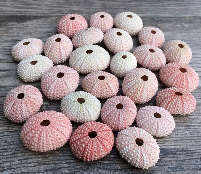 Nautical Crush Trading Sea Urchins Shells for Air Plants - 25 Pink (1-2") Sea Urchin Shells - Hanging Air Plant Holder - Air Plants Live Holders - No Plants Included