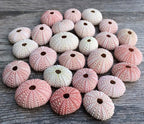 Nautical Crush Trading Sea Urchins Shells for Air Plants - 25 Pink (1-2") Sea Urchin Shells - Hanging Air Plant Holder - Air Plants Live Holders - No Plants Included