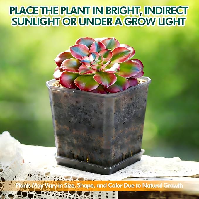 Live Succulent Aeonium Pink Witch Variegata Plant with Mini Gardening Tools – Small Easy Care Houseplant for Indoor & Outdoor, Complete Plant Care Kit