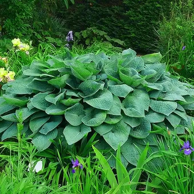 Hosta Seeds for Planting, 297pcs Non-GMO Heirloom Perennial Hosta Flower Seeds, Long Blooming Plants Shaded Entry Pathway Rare Flowers Beauty Home Garden for Outdoors