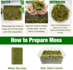 ZeeDix 8 oz Forest Moss for Plants Indoor - Dried Orchid Moss for Repotting, Natural Green Sphagnum Moss for Potted Plants Carnivorous Monstera Succulents Crafts Reptile Habitat (Expands to 12 qt)