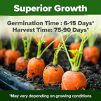 HOME GROWN Dill Seeds 2028 & Tendersweet Carrots 6000 & Detroit Dark Red Beet 500