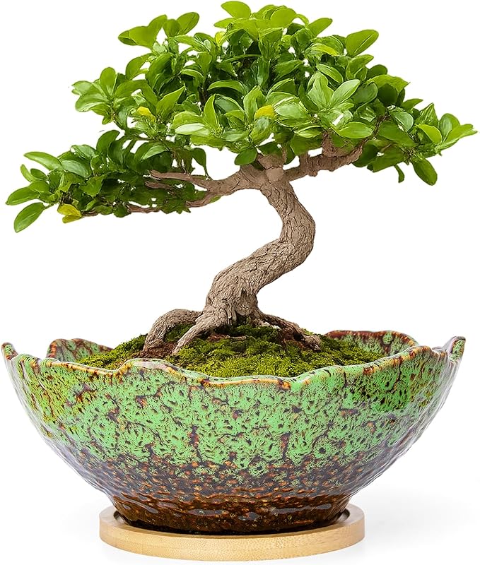 ARTKETTY Bonsai Pots, 9.06 Inch Succulent Pots with Drainage and Saucer, Ceramic Pots for Indoor Cactus Plants Unique Flower Plant Pots Round Bonsai Tree Planters Windowsill Desk Decor