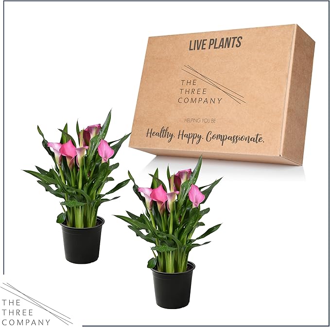 Live Flowering Calla Lily (2 Plants Per Pack) - Pink, 3+ Blooms - Beautiful Spring Perennial - 12" Tall by 5" Wide in 1 Qt Pot