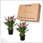 Live Flowering Calla Lily (2 Plants Per Pack) - Pink, 3+ Blooms - Beautiful Spring Perennial - 12" Tall by 5" Wide in 1 Qt Pot