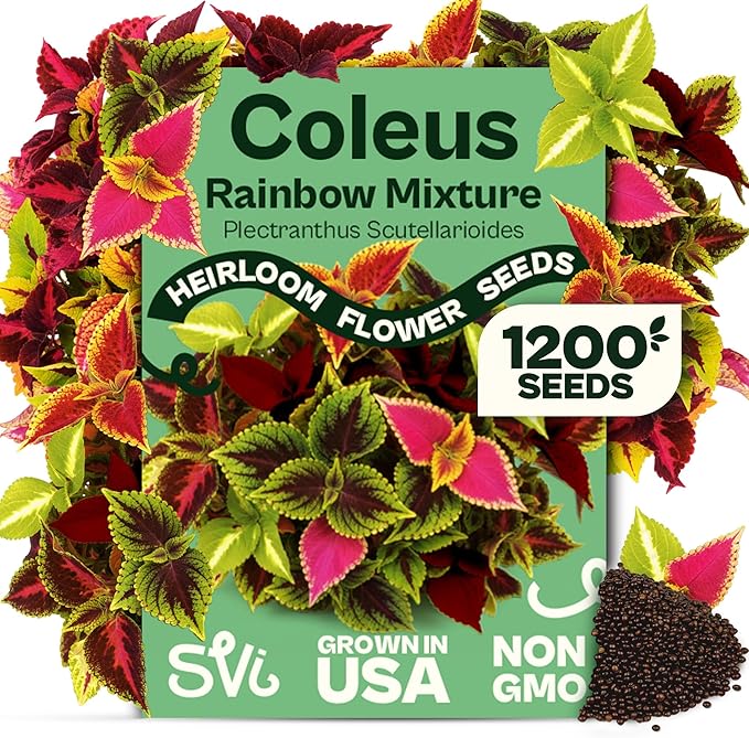 SVI 1200 Rainbow Coleus Seeds (Plectranthus Scutellarioides) - Painted Nettle Garden Seed Packets, Colorful Foliage Mix, Shade Tolerant - Annual Flower Seeds for Indoor & Outdoor Garden and Borders