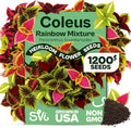 SVI 1200 Rainbow Coleus Seeds (Plectranthus Scutellarioides) - Painted Nettle Garden Seed Packets, Colorful Foliage Mix, Shade Tolerant - Annual Flower Seeds for Indoor & Outdoor Garden and Borders