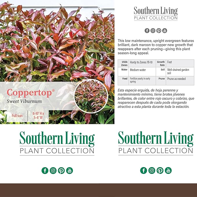 Southern Living 2 Gal. Copper Top Viburnum Shrub
