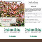 Southern Living 2 Gal. Copper Top Viburnum Shrub