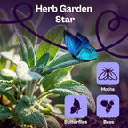 SVI 350 Broadleaf Sage Seeds (Salvia officinalis) - Common Sage, Heirloom Aromatic Herbs - Culinary Herb Seeds for Containers, Home, Kitchen Herb Garden