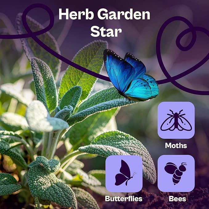 SVI 350 Broadleaf Sage Seeds (Salvia officinalis) - Common Sage, Heirloom Aromatic Herbs - Culinary Herb Seeds for Containers, Home, Kitchen Herb Garden