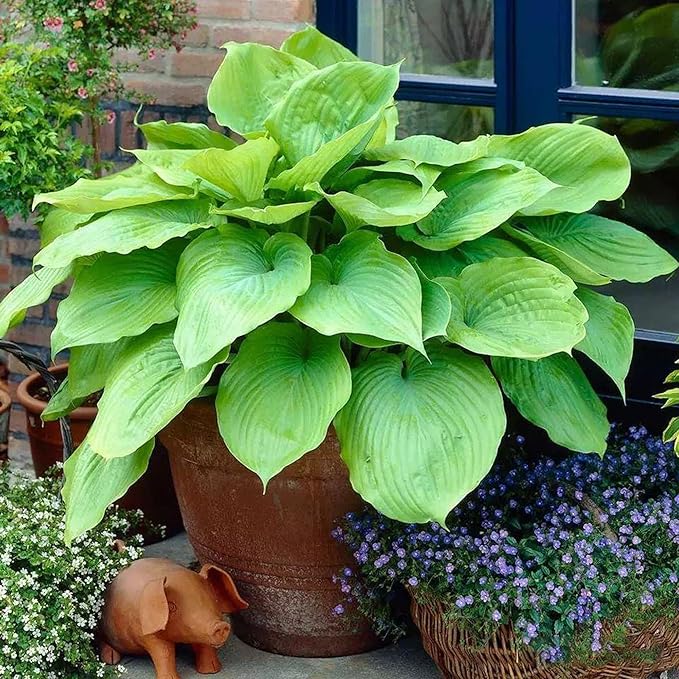 Hosta Seeds for Planting, 295+pcs Perennial Rare Hosta Flower Seeds Plants, Non-GMO Heirloom Long Blooming Plants Shaded Entry Pathway Rare Flowers for Garden Outdoors