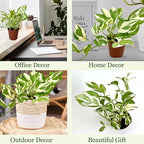 Live Pothos Plant Njoy - Easy to Care & Grow Vining Live Indoor Houseplant - Air Purifying Trailing Plant in Pot - Flowers for Home Office Room Decor & Gift (Heat Pack Included)