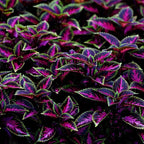 CarpetC 100+ Coleus Rainbow Seeds for Planting, Perennial Colorful Foliage Shade Plant, Plectranthus scutellarioides for Home Containers and Garden Borders