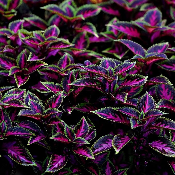 CarpetC 100+ Coleus Rainbow Seeds for Planting, Perennial Colorful Foliage Shade Plant, Plectranthus scutellarioides for Home Containers and Garden Borders