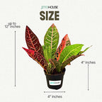 Croton Petra Live Plant in 4” Nursery Pot – Colorful Tropical Indoor Houseplant with Red, Yellow & Green Foliage, Air Purifying Full Size Plant for Home Office Décor, Easy Low Maintenance – JitoHouse