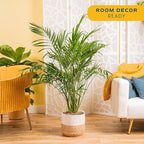 Costa Farms Cat Palm, Live Indoor Houseplant in Décor Planter, Tree-Like Floor House Plant Potted in Soil, Housewarming Gift for New Home, Living Room or Office Decor, Patio Decor, 3-4 Feet Tall