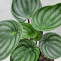 Rare Watermelon Peperomia (Peperomia argyreia) – Live Indoor Houseplant | 4″ Pot | Easy-Care Exotic Plant | Unique Variegated Foliage | Air Purifying Greenery for Home or Office