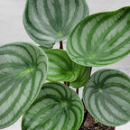 Rare Watermelon Peperomia (Peperomia argyreia) – Live Indoor Houseplant | 4″ Pot | Easy-Care Exotic Plant | Unique Variegated Foliage | Air Purifying Greenery for Home or Office