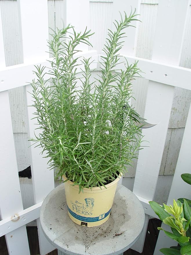 Sara's Superb Herbs - Rosmarinus officinalis 'Arp' (Rosemary) Herb, , 1 - Size Container