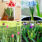 Fabulas 24 Pack Plant Support Stakes, 16 Inch Metal Garden Plant Stakes Single Stem Support Rings for Indoor Outdoor Amaryllis, Flowers Orchid, Lily, Peony, Rose, Tomato, Monstera, Narcissus