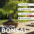 Abby’s Willow Bonsai Forest – 5 Willow Cuttings – Easy-to-Grow, Miniature Trees for Indoor or Outdoor Gardens