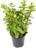 Succulents Plants Live Indoor Plants, Portulacaria Mammoth Live Houseplants, Live Succulents Live Plants Indoor Succulent Plants, Indoor Plant Real Succulents Plants House Plants by Plants for Pets