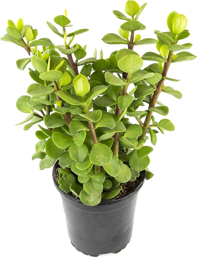 Succulents Plants Live Indoor Plants, Portulacaria Mammoth Live Houseplants, Live Succulents Live Plants Indoor Succulent Plants, Indoor Plant Real Succulents Plants House Plants by Plants for Pets