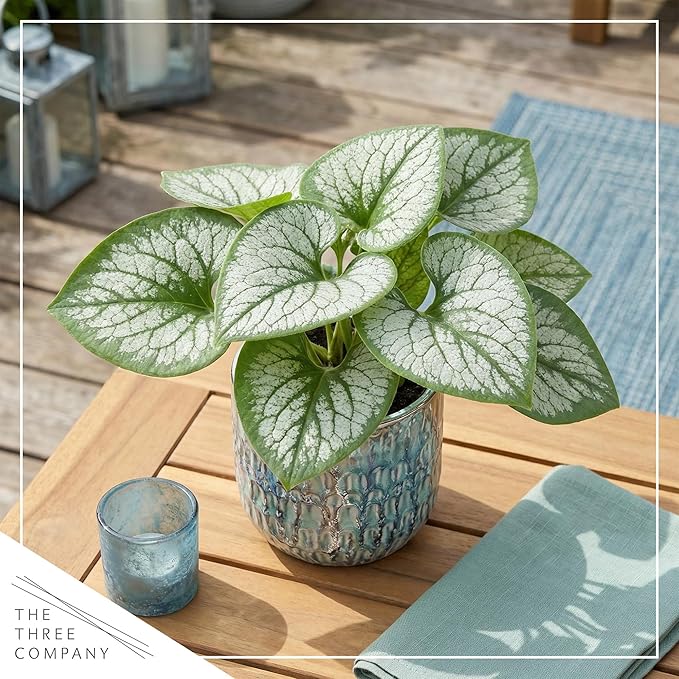 Live Brunnera 2-Pack – Sea Heart – Shade Perennial with Silver Foliage, Blue Spring Flowers, 10” Tall, 1 Qt Pot