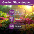 KVITER 1600 Rainbow Coleus Seeds for Planting Mix (Plectranthus scutellarioides) – Coleus Garden Seed Packets – Non-GMO & Heirloom Flower Seeds for Outdoor & Indoor Garden, Containers, Borders, Patios