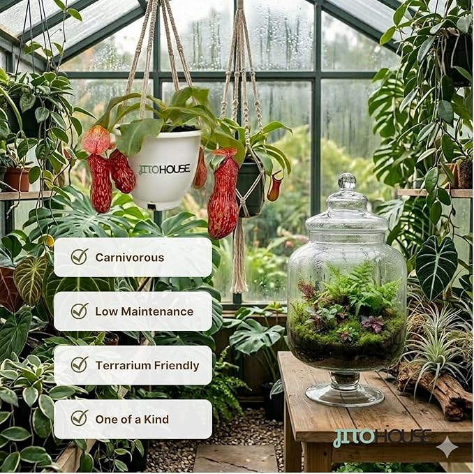 Jitohouse Nepenthes St. Gaya Carnivorous Pitcher Plant [Winter Thermal Packaging Included] | Easy Care Live Plants Indoor Decor House Plants, Unique Gift | Bright Indirect Light Rare Live Plant