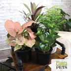 Essential Houseplant Collection (4PK) Live Plants Indoor Plants Live Houseplants in Plant Pots, Easy House Plants Indoors Live, Snake Plant, Pothos in Potting Soil, Clean Air Plants by Plants for Pets