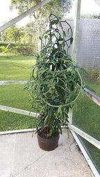 Vanilla Bean Orchid, 12 Inches Fresh Cutting from My Plant