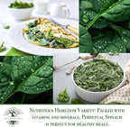 Perpetual Spinach Seeds for Planting, 300+ Heirloom Seeds Per Packet, (Isla's Garden Seeds), Non GMO Seeds, Botanical Name: Beta vulgaris subsp. vulgaris, Great Home Garden Gift