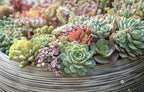 Easy to Grow Houseplants (48 Pack) Live House Plants in Plant Containers, Growers & Altman Plants, Live Succulents Plants (50 Pack), Nursery Pots Variety Pack, Bulk Succulents Plants Live Plants