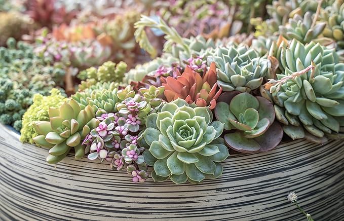 Easy to Grow Houseplants (48 Pack) Live House Plants in Plant Containers, Growers & Altman Plants, Live Succulents Plants (50 Pack), Nursery Pots Variety Pack, Bulk Succulents Plants Live Plants