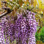 20+ Japanese Wisteria Purple Ornamental Vine Climber Seeds for Planting Home Garden Indoors or Outdoors