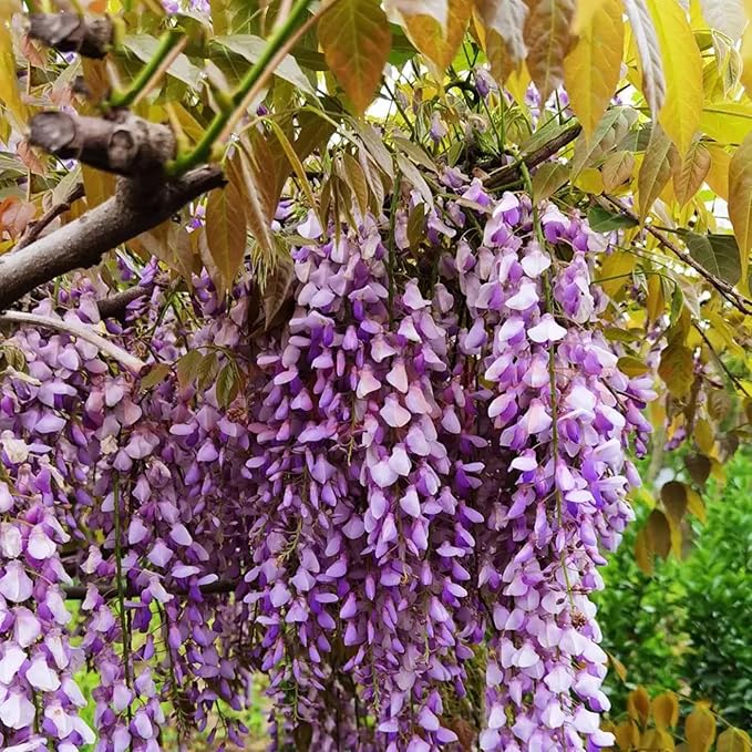 20+ Japanese Wisteria Purple Ornamental Vine Climber Seeds for Planting Home Garden Indoors or Outdoors
