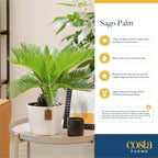 Costa Farms Live Sago Palm, Easy to Grow Live Indoor Plant, Houseplant in Decorative Pot, Home and Room Decor, 1 Foot Tall