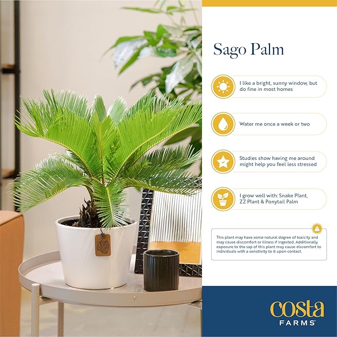 Costa Farms Live Sago Palm, Easy to Grow Live Indoor Plant, Houseplant in Decorative Pot, Home and Room Decor, 1 Foot Tall
