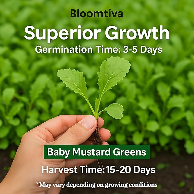 2200 Baby Mustard Greens Seeds for Planting - CAI Xanh an Non - Super Fast Harvest - Heirloom 𝗡𝗢𝗡-𝗚𝗠𝗢 Mustard Seed - High Germination Rate – Grown in USA (Brassica juncea)
