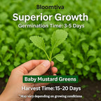 2200 Baby Mustard Greens Seeds for Planting - CAI Xanh an Non - Super Fast Harvest - Heirloom 𝗡𝗢𝗡-𝗚𝗠𝗢 Mustard Seed - High Germination Rate – Grown in USA (Brassica juncea)