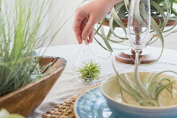 Air Plant Shop 5 Pack Tough Stuff Collection of Tillandsia Air Plants- Wholesale and Bulk - Succulents - Live Tillandsia - Easy Care Indoor and Outdoor House Plants