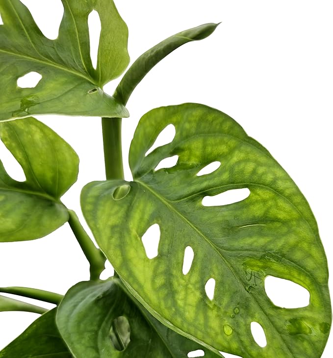 Bumble Plants Monstera Adansonii Real Indoor Plants Live Houseplants [Winter Thermal Packaging Included] | Air Purifier Indoor Plants | Real Plants Decor for Living Room, Office, Desk & Bathroom