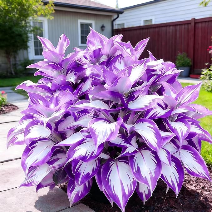 Hosta Seeds for Planting, 200+pcs Rare Perennial Hosta Flower Seeds, Non-GMO Heirloom Long Blooming Plants Shaded Entry Pathway Flowers for Garden Outdoors