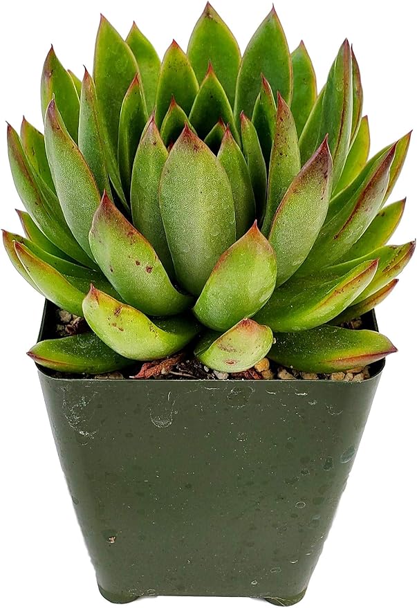 Echeveria Agavoides - Striking Lipstick Succulent with Red Edges - Drought-Tolerant and Low Maintenance Indoor/Outdoor Plant