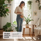 Live Air Purifying ZZ Plant in 4” Pot – Low Maintenance Zamioculcas Zamiifolia Indoor Houseplant | Easy Care Fast Growing Plant for Home, Office & Apartment - JitoHouse
